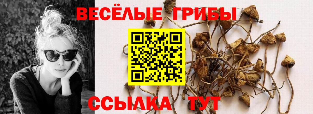 Галлюциногенные грибы Psilocybe  Вход с VPN  Верхняя Пышма  Галлюциногенные грибы GOLDEN TEACHER 